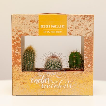 Gift box of three cactus