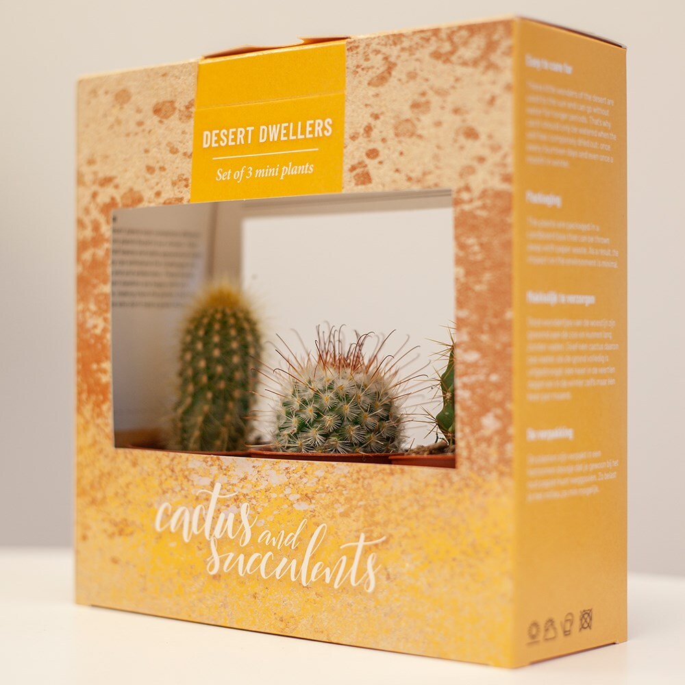 Buy cactus gift set Gift box 'of three cactus': Delivery ...