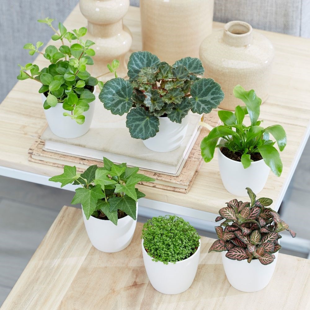 Product options image