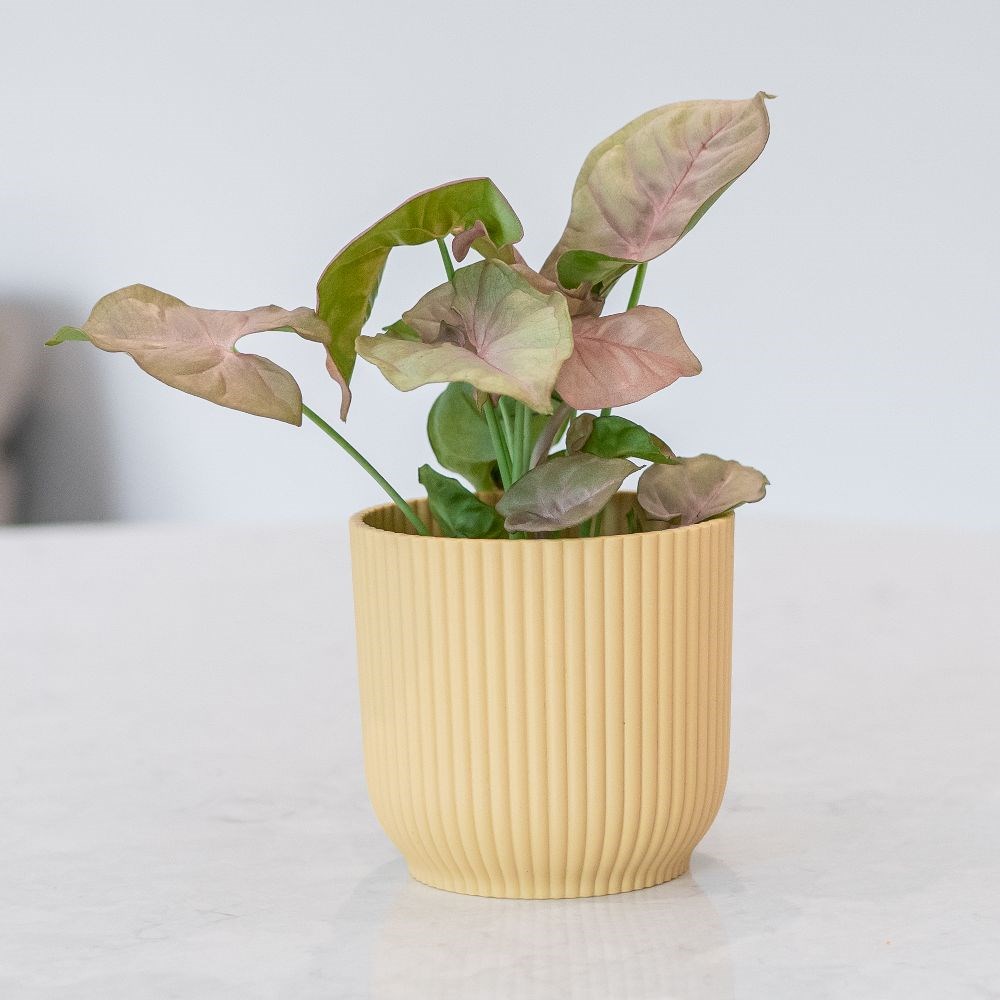 Product options image