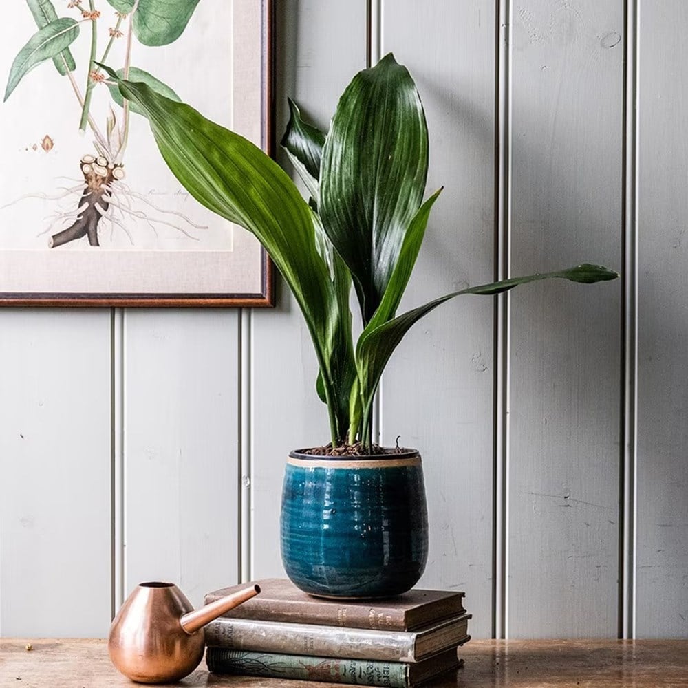 Product options image