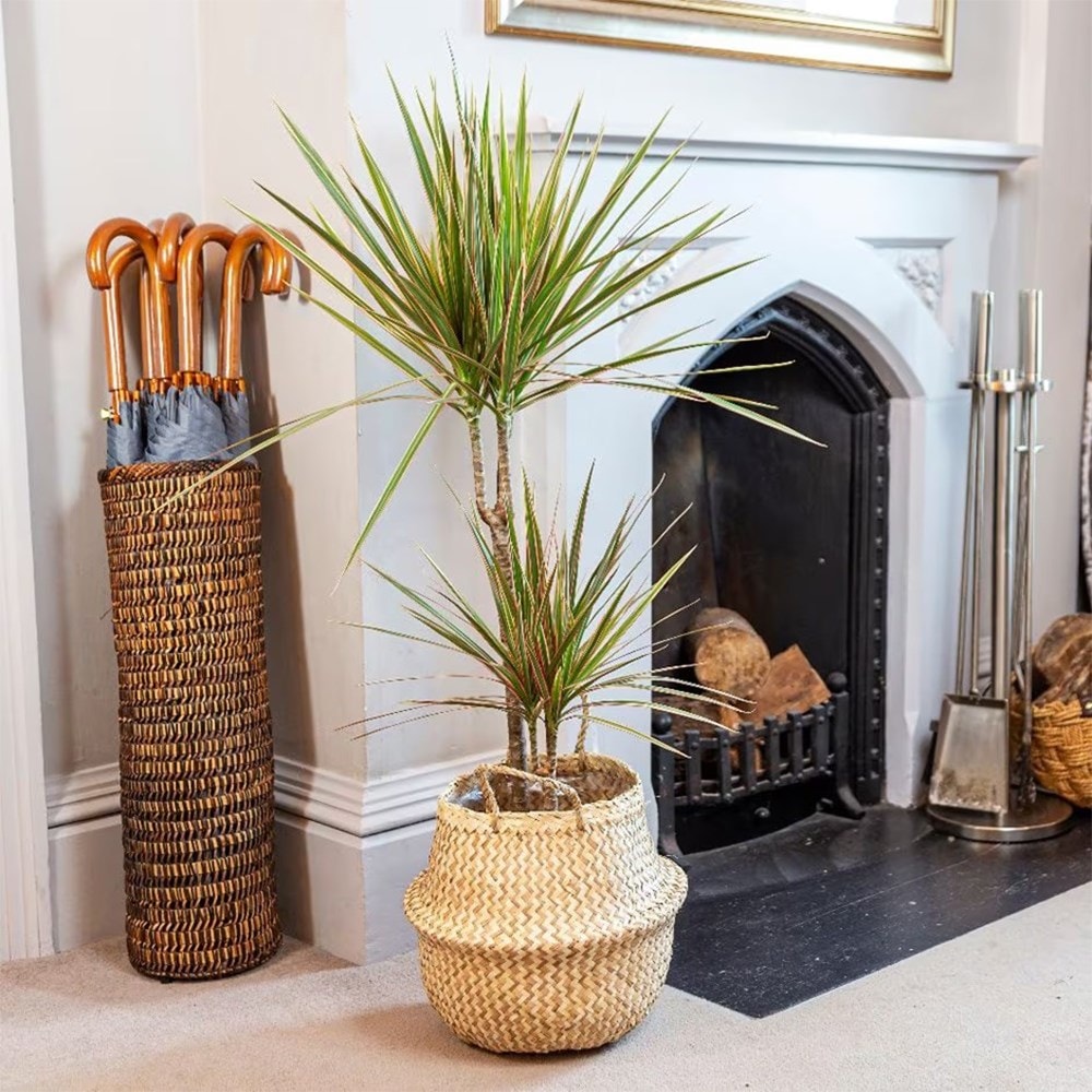 <i>Dracaena marginata</i> 'Bicolor'
