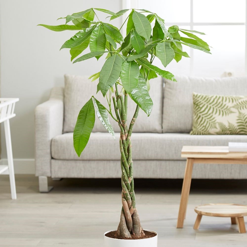 Product options image