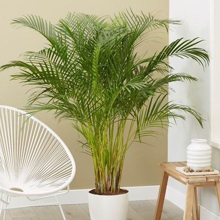 areca palm or bamboo palm
