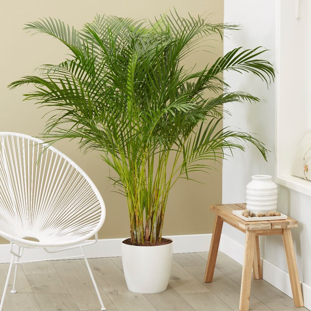 Buy areca palm or bamboo palm Dypsis lutescens: £224.99 Delivery by Crocus