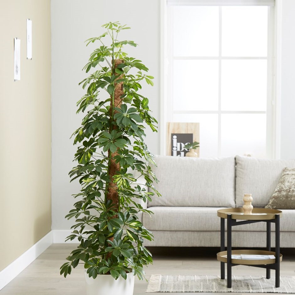 buy umbrella tree gold capella schefflera arboricola gold capella