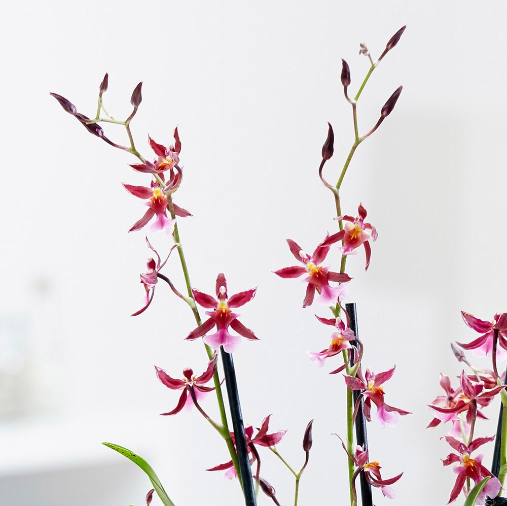 Buy Dancing Ladies Butterfly Orchid Oncidium Katarina Zoch 27 99 Delivery By Crocus