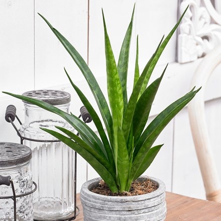 <i>Sansevieria kirkii</i> 'Friends'