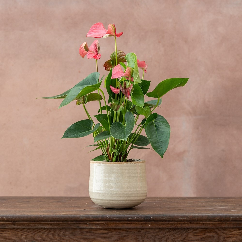 The Flower Rooms Flower Gift Anthurium Plant Gift