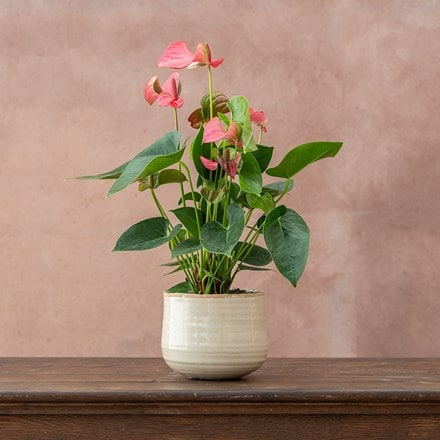 Anthurium Pink Champion ('Antinkeles') (PBR)