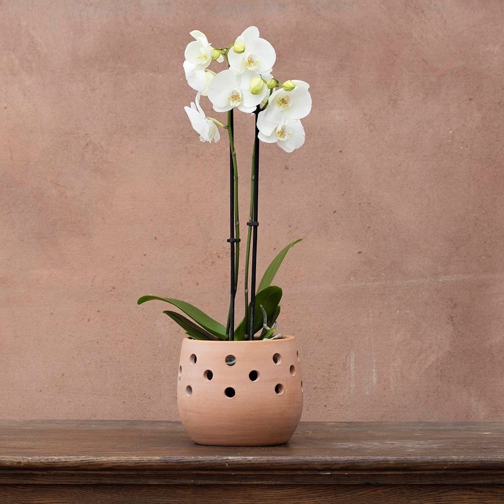 Product options image