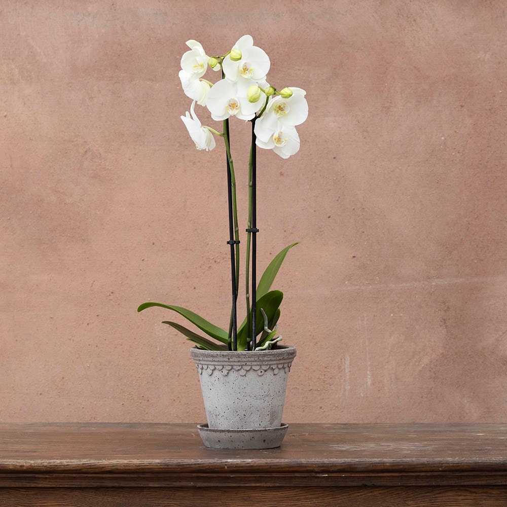 moth orchid