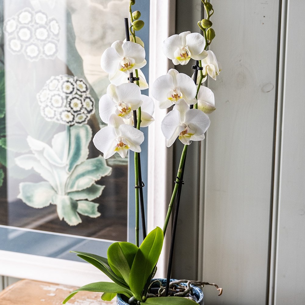 <i>Phalaenopsis grandiflorum</i> 'White'
