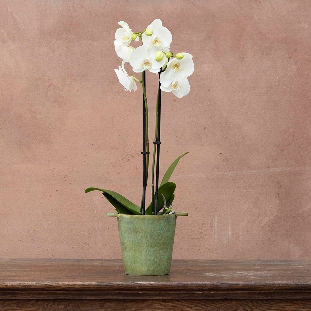 moth orchid