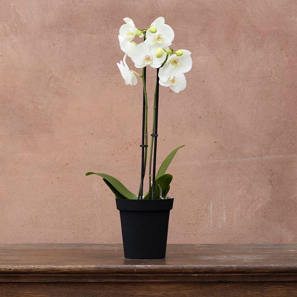moth orchid