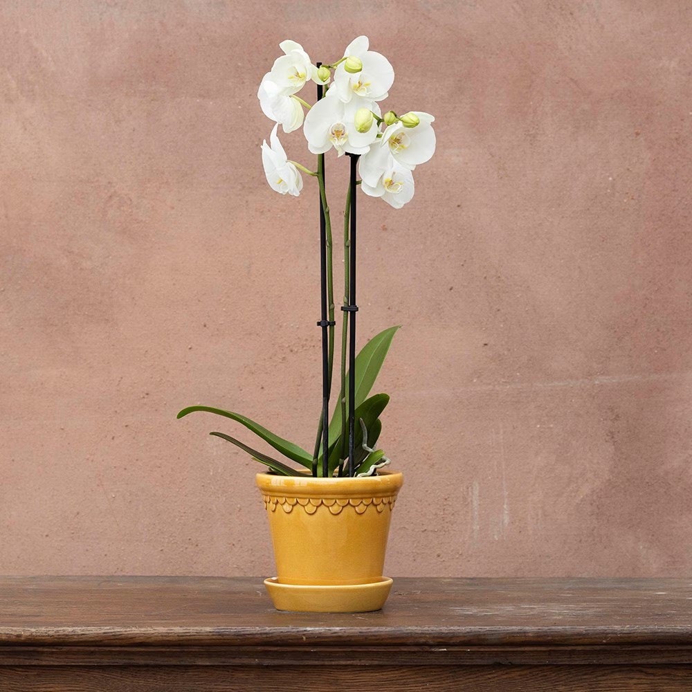 moth orchid