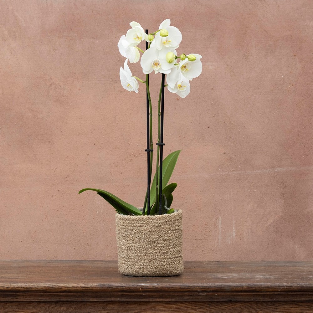 moth orchid