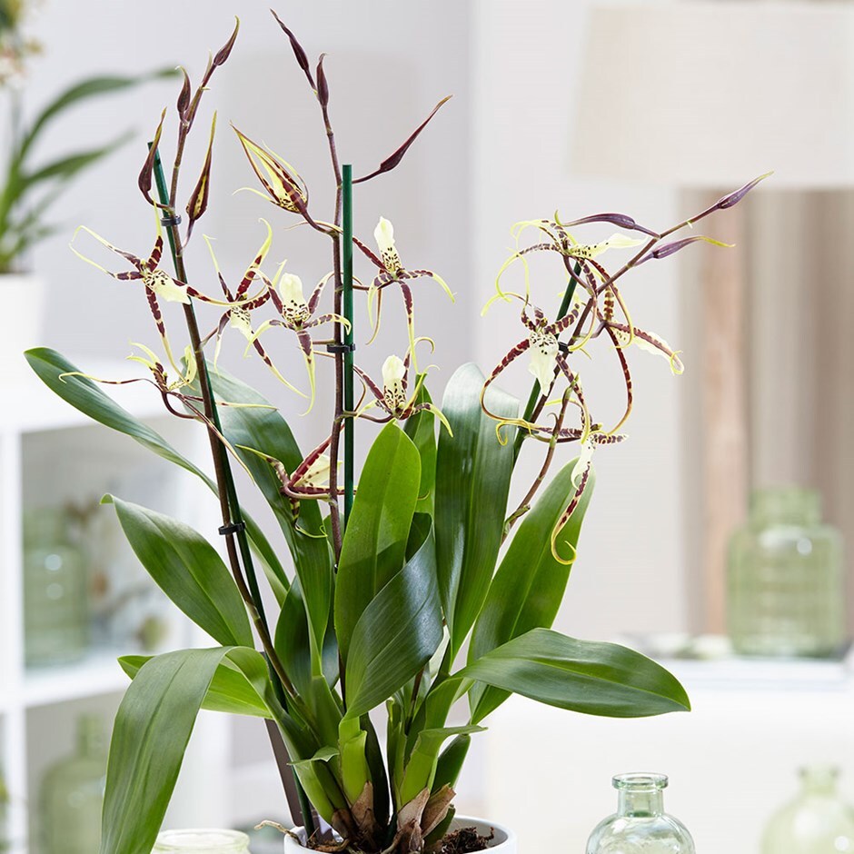 Buy Spider Orchid Syn Brassia Toscane Brassidium Spider Star Gx Toskana 27 99 Delivery By Crocus
