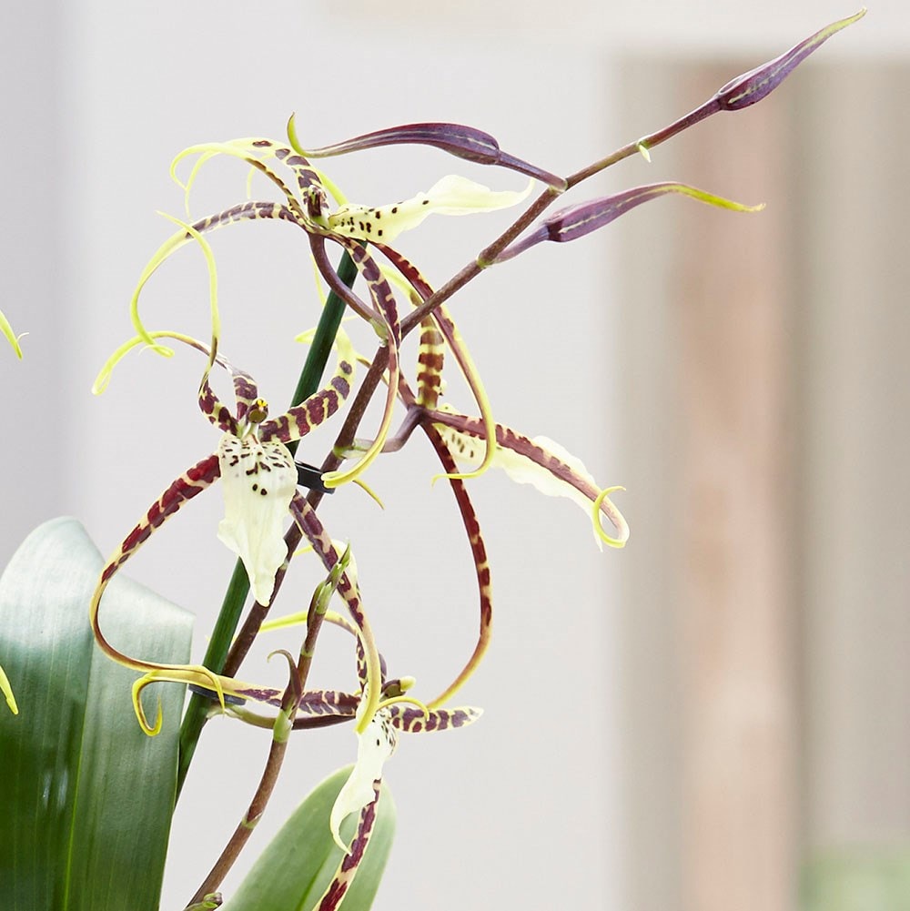 Buy Spider Orchid Brassia Toscane Delivery By Waitrose