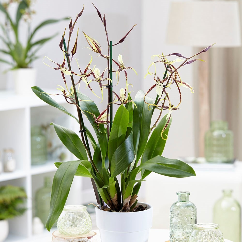 Buy Spider Orchid Syn Brassia Toscane Brassidium Spider Star Gx Toskana 27 99 Delivery By Crocus