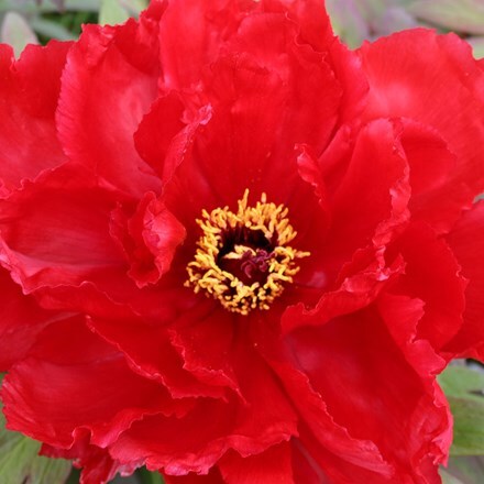 Picture of Paeonia Red