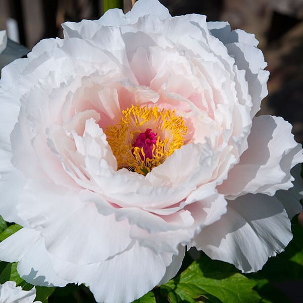 Buy tree peony / tree paeony Paeonia 'White'