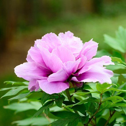 Picture of Paeonia Purple
