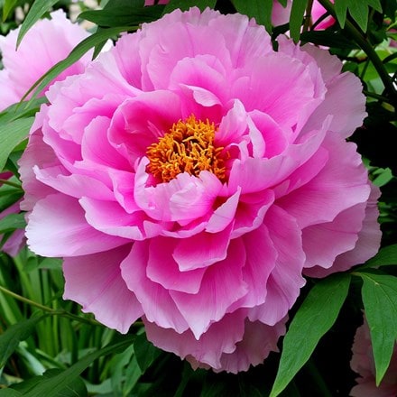 Buy paeonia: Delivery by Crocus