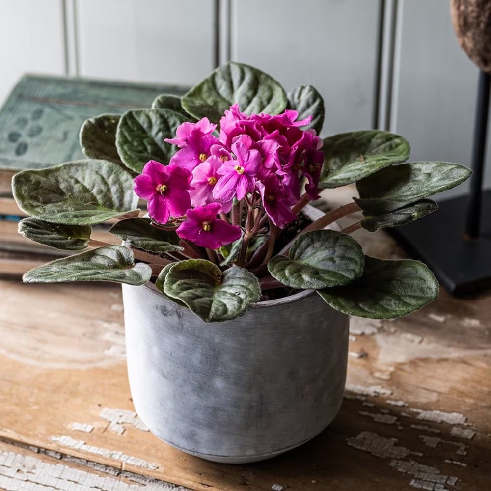 Product options image