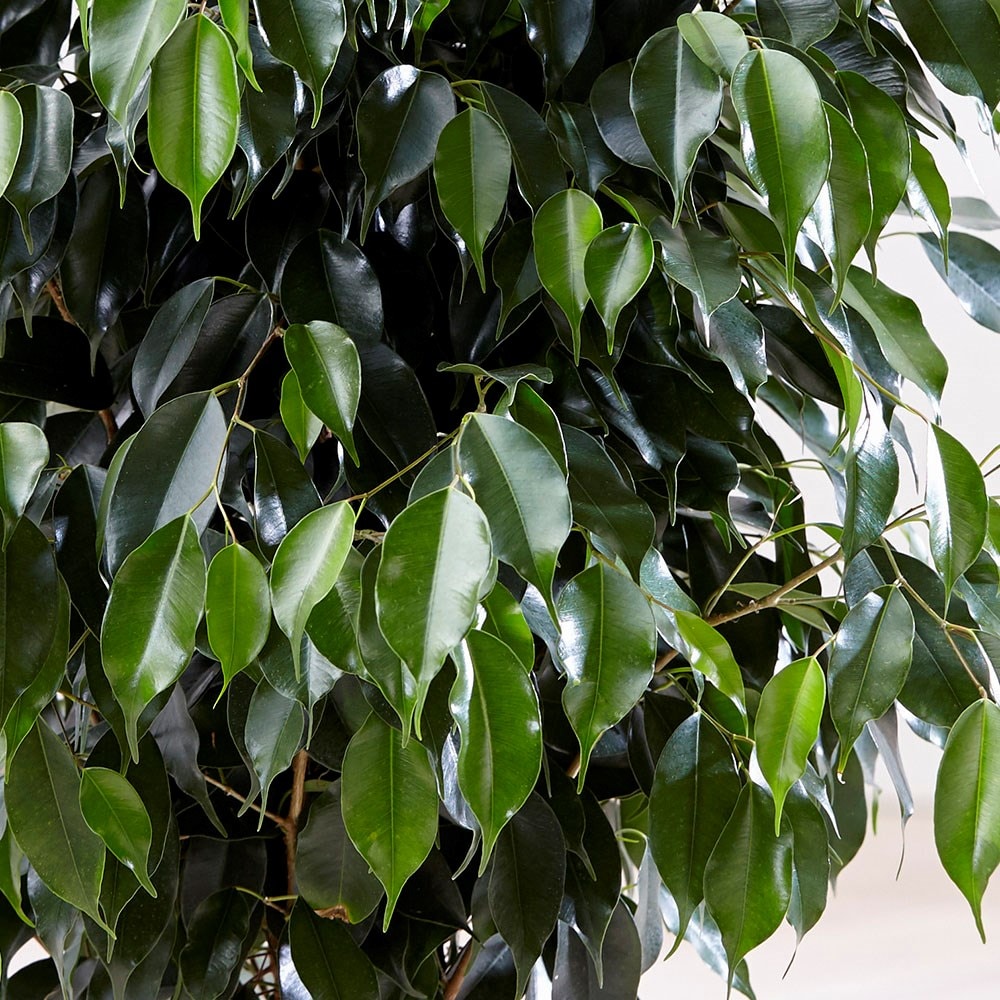 Buy weeping fig Ficus benjamina Danielle 79 99 Delivery 