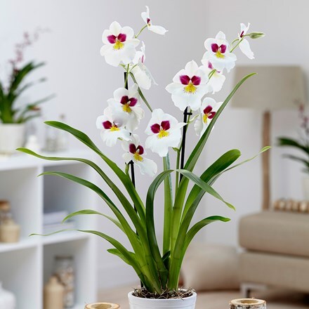 Picture of Miltoniopsis Herralexandre