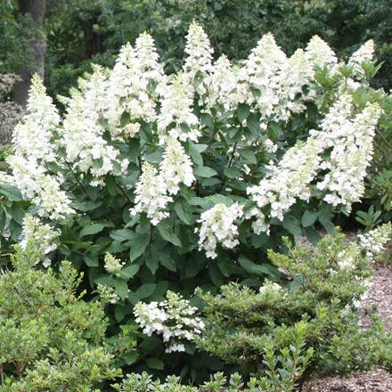 Picture of Hydrangea paniculata Grandiflora