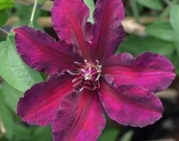 clematis (group 2)
