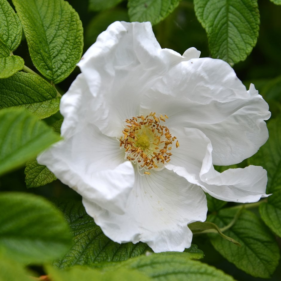 white Japanese rose (shrub)