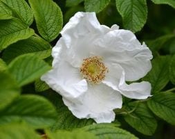 white Japanese rose (shrub)