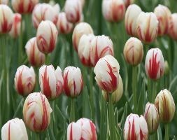 triumph tulip bulbs (syn Carnival de Rio)