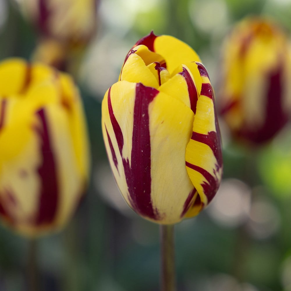 Product options image