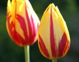 triumph tulip bulbs