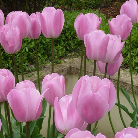Picture of Tulipa Pink Diamond
