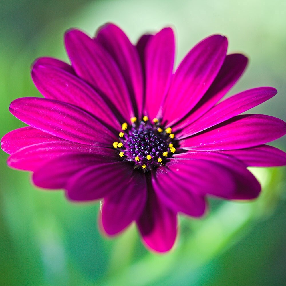 Osteospermum Nairobi Purple