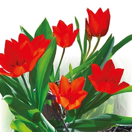 Picture of Tulipa praestans Zwanenburg Variety - Organic bulbs