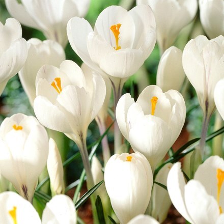 Picture of Crocus Jeanne d'Arc - Organic bulbs