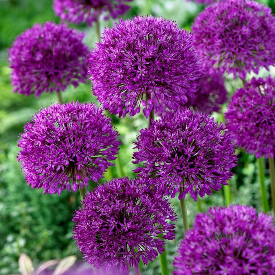 Buy Natural - organic allium bulbs Allium hollandicum 'Purple Sensation ...