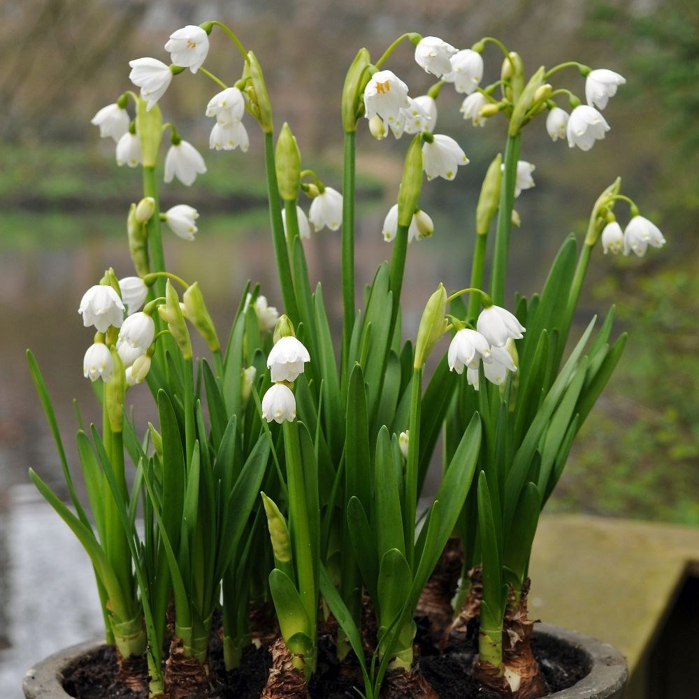 buy natural - organic bulbs leucojum aestivum gravetye