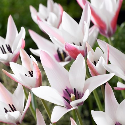 Picture of Tulipa Peppermintstick
