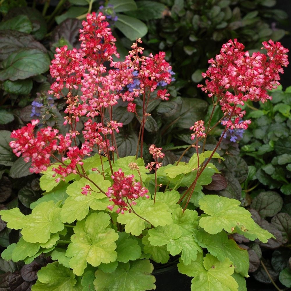 <i>Heuchera</i> 'Sweet Tart' (PBR) (Little Cutie Series)