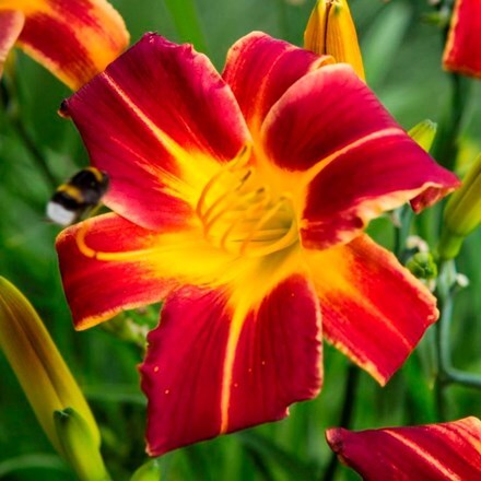 Picture of Hemerocallis Red Ribs