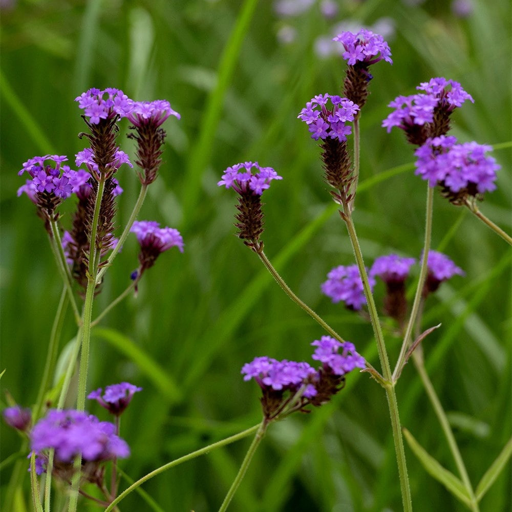 Product options image