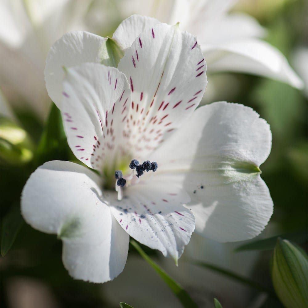 Product options image