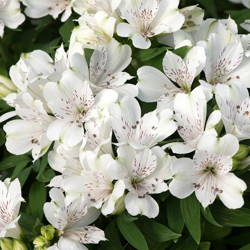 <i>Alstroemeria</i> <b class=small-caps>Inticancha Magic White</b> ('Tesmaghwi') (Inticancha Series)